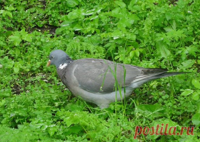 вяхирь