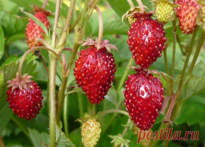 Народный календарь. 22 июня. У Кирилла – от земли сила!