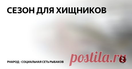 СЕЗОН ДЛЯ ХИЩНИКОВ
Джиг головка 16-18 грамм, кидали на перепад глубин, резинка не съедобка, крупная, но не особо большая. Спускались грузом с метра на 3-4. Первая зубастая взяла на глубине, вел одинарным подрывом, после падения на дно делал паузу 2-3 секунды и резко подрывал.