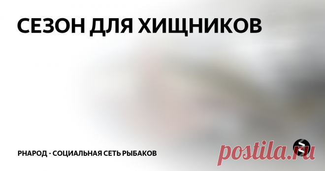 СЕЗОН ДЛЯ ХИЩНИКОВ 
Джиг головка 16-18 грамм, кидали на перепад глубин, резинка не съедобка, крупная, но не особо большая. Спускались грузом с метра на 3-4. Первая зубастая взяла на глубине, вел одинарным подрывом, после падения на дно делал паузу 2-3 секунды и резко подрывал.