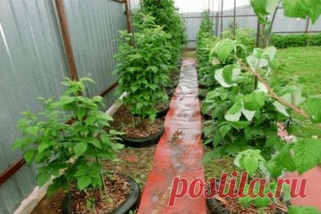 Оригинальный способ выращивания малины - Интересный блог Все любят малину и, мал и, стар — тогда почитайте мой метод выращивания, вам обязательно понравится. Чтобы моя малина «не разбегалась» по участку,