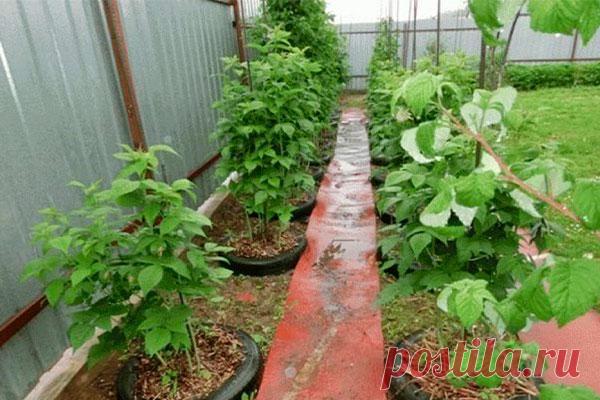 Оригинальный способ выращивания малины — Сад Заготовка