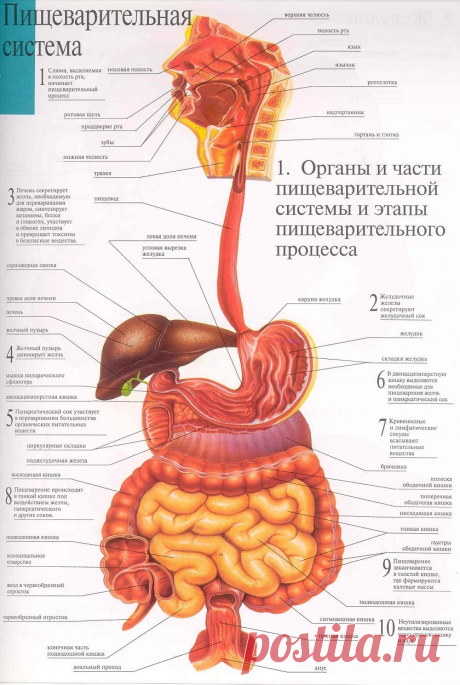 Картинки «Анатомия» (36 фото) ⭐ Забавник
