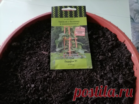 Огурцы на подоконнике: Какие нужны горшки, грунт, лампа