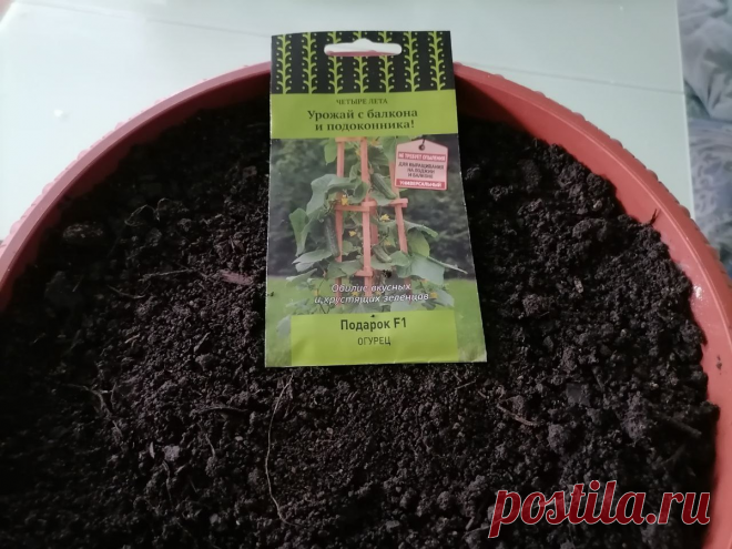 Огурцы на подоконнике: Какие нужны горшки, грунт, лампа