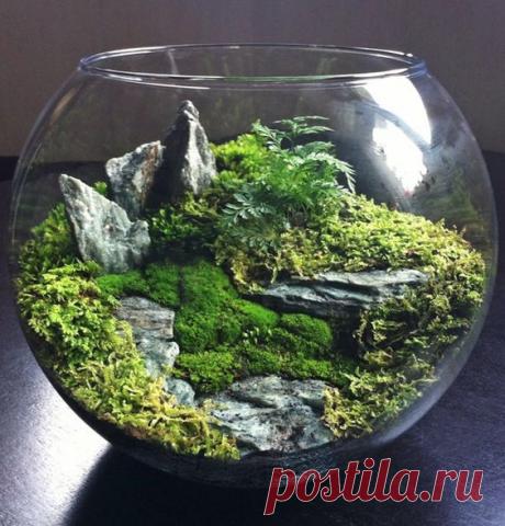 Mosses &amp; rocks terrarium