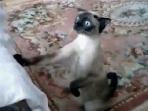 Братья наши меньшие: как кот настроение испортил