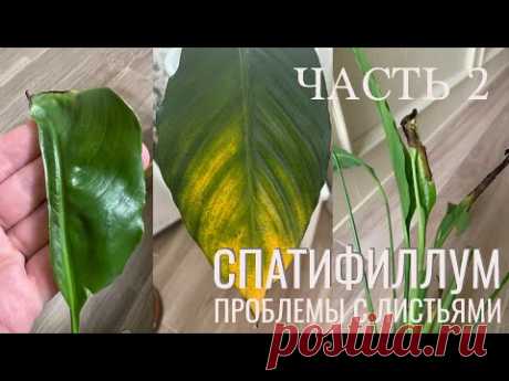 №35. Спатифиллум. Почему молодые листья засыхают, вырастают недоразвитые, скрученные.