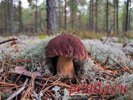 Фото "Боровик во мху" - Грибная фотоохота - Photo.Qip.ru