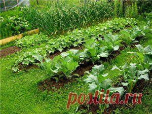 23 ПРИЧИНЫ БОЛЕЗНЕЙ САДОВЫХ РАСТЕНИЙ