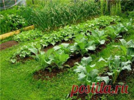 23 ПРИЧИНЫ БОЛЕЗНЕЙ САДОВЫХ РАСТЕНИЙ