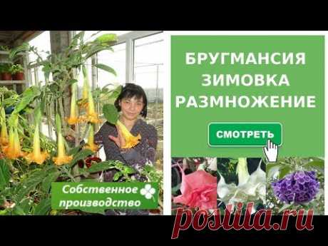 Бругмансия. Зимовка. Размножение.