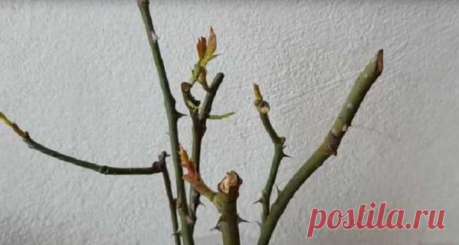 Всего неделя - и у вас появятся новые саженцы розы: сосед по даче раскрыл секрет
