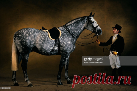Hunter Horse Ivanhoe Seven Years Old Wembley Show 2001 Great Britain Stock Photo | Getty Images
