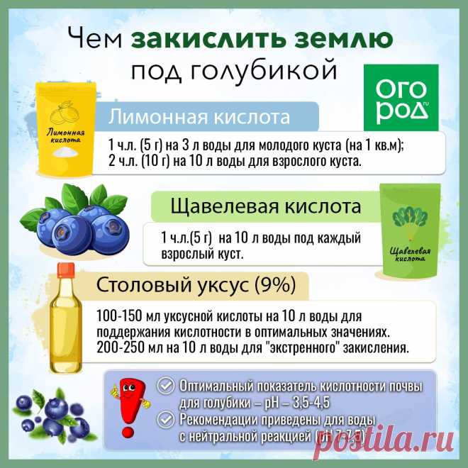 Чем закислить землю под голубикой