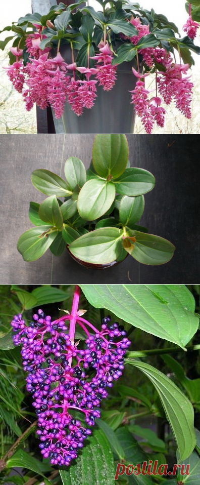 Мединилла в домашних условиях Выращивание из семян и уход Размножение черенками