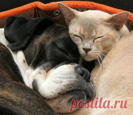 Фотографии, доказывающие, что дружба между животными не знает границ