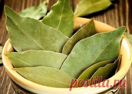 Очищение поджелудочной с помощью лаврового листа