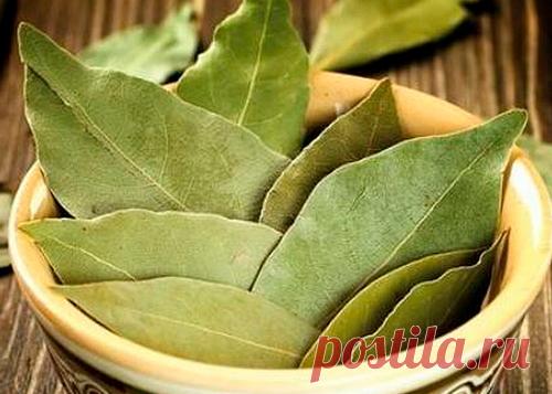 Очищение поджелудочной с помощью лаврового листа