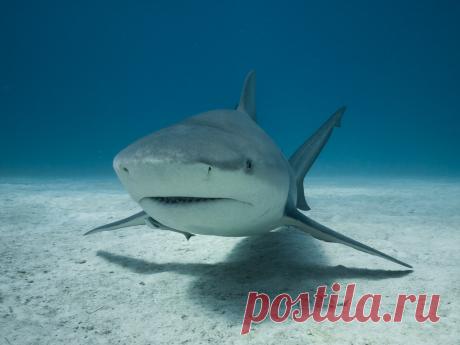 Bull Shark in Ambient Light Explore altsaint's photos on Flickr. altsaint has uploaded 2960 photos to Flickr.