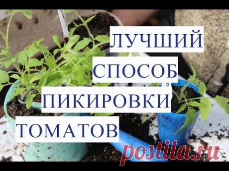 Пикировка Томатов. Рассада Вытянулась. Что Делать Если Вытянулась Рассада Томатов.
