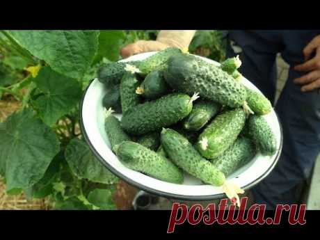 МОРЕ ОГУРЦОВ В МАЕ / ВСЕ СЕКРЕТЫ ВЫРАЩИВАНИЯ В ОДНОМ ВИДЕО!
