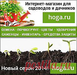 ПЕТУНИЯ
