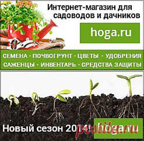 ПЕТУНИЯ