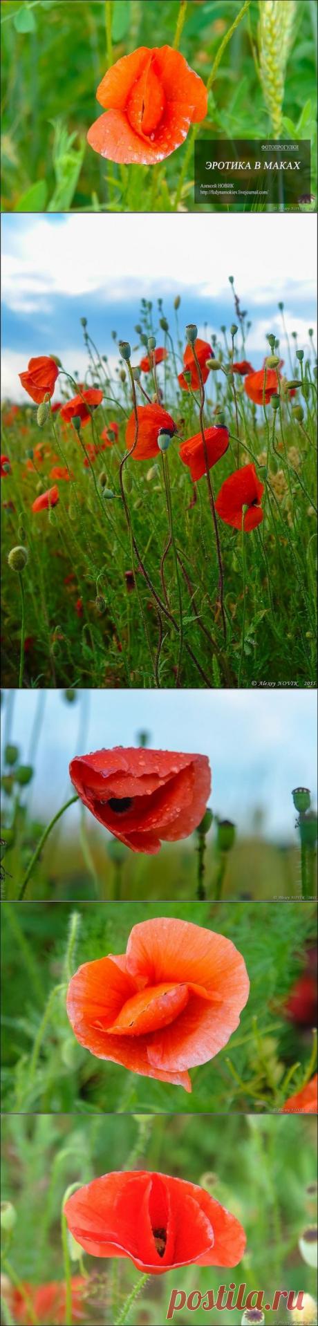Фотопрогулки. Эротика в маках