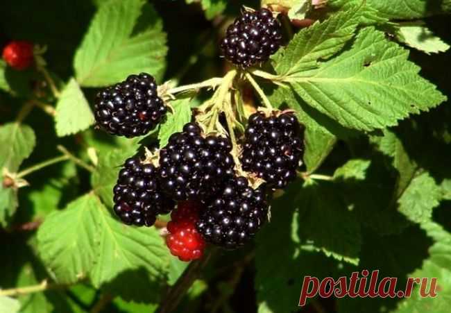 Технология обрезки садовой ежевики для начинающих