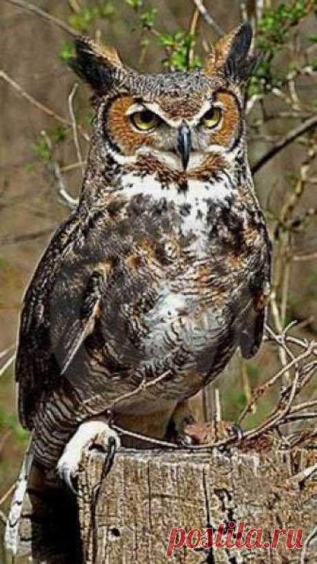 Keeping a watchful eye...