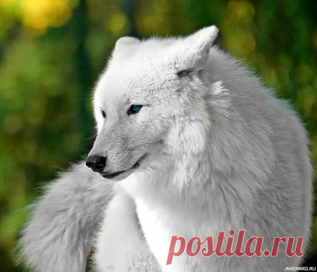 Белый волк с поджатыми ушами — Фото на аву