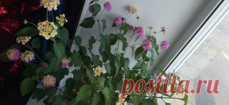 Красавица лантана вся в цвету🌸💮🏵🌺