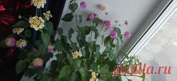 Красавица лантана вся в цвету🌸💮🏵🌺