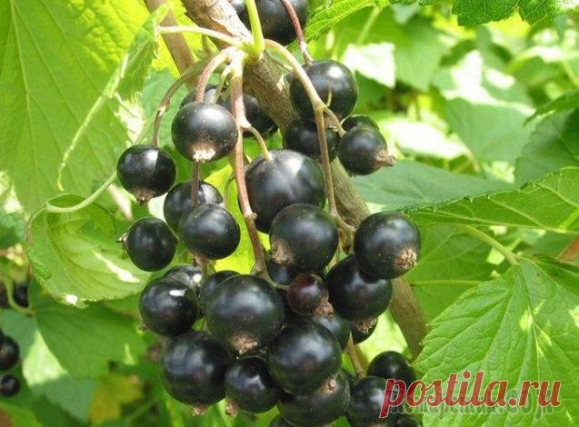 Посадка смородины черенками от А до Я