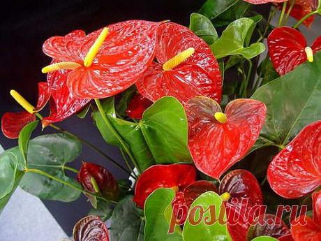 Антуриум Андре - уход, описание и фото