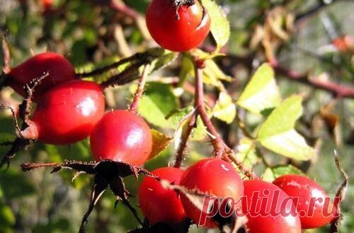 Шиповник посадка и уход на даче. Садовник ПРО