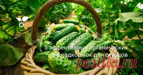В качестве подкормок для огурцов можно использовать только органические удобрения. Какие они бывают, как их приготовить в домашних условиях и грамотно применить, вы узнаете из этой статьи.