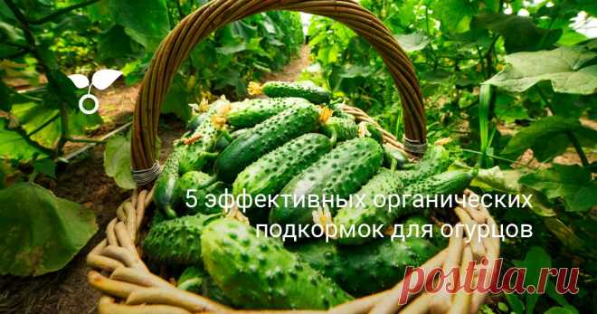 В качестве подкормок для огурцов можно использовать только органические удобрения. Какие они бывают, как их приготовить в домашних условиях и грамотно применить, вы узнаете из этой статьи.