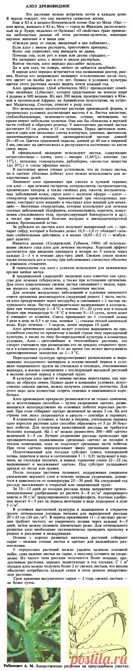 Алоэ древовидное