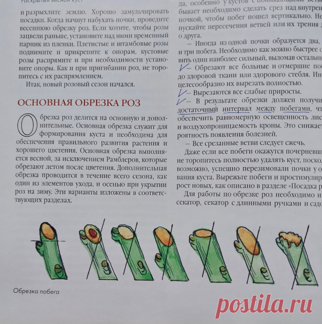Фотопособие обрезки роз для начинающих розоводов. Спящие почки в основании куста | Майя о розах и не только | Дзен