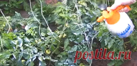 Молоко и йод от фитофторы | Дача
