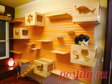 Дизайн для братьев наших меньших