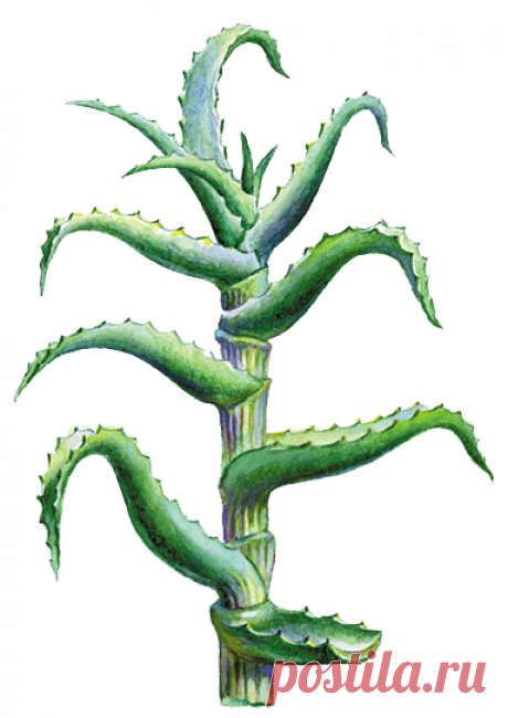 Алоэ с медом - Лечение медом - Каталог файлов - Все о меде и пчелах