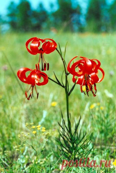 Ковыль узко листный фото