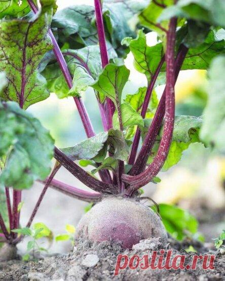 Агротехника выращивания свёклы