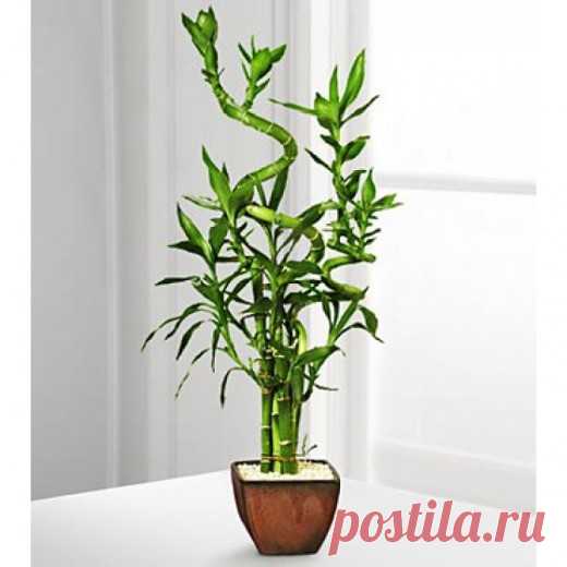 Как ухаживать за бамбуком Лаки :: Дизайн квартиры