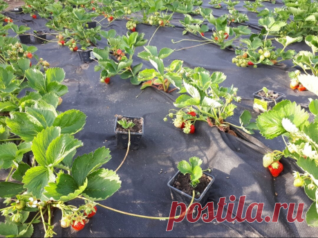 8 шагов для получения огромного урожая клубники.