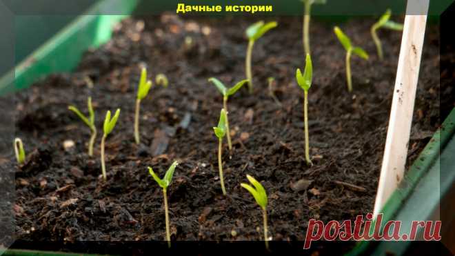 Появились всходы. Первая подкормка рассады – когда, сколько, как избежать ошибок | 6 соток