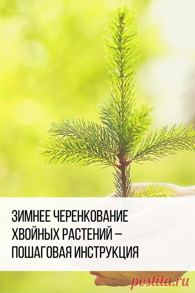Зимнее черенкование хвойных растений – пошаговая инструкция